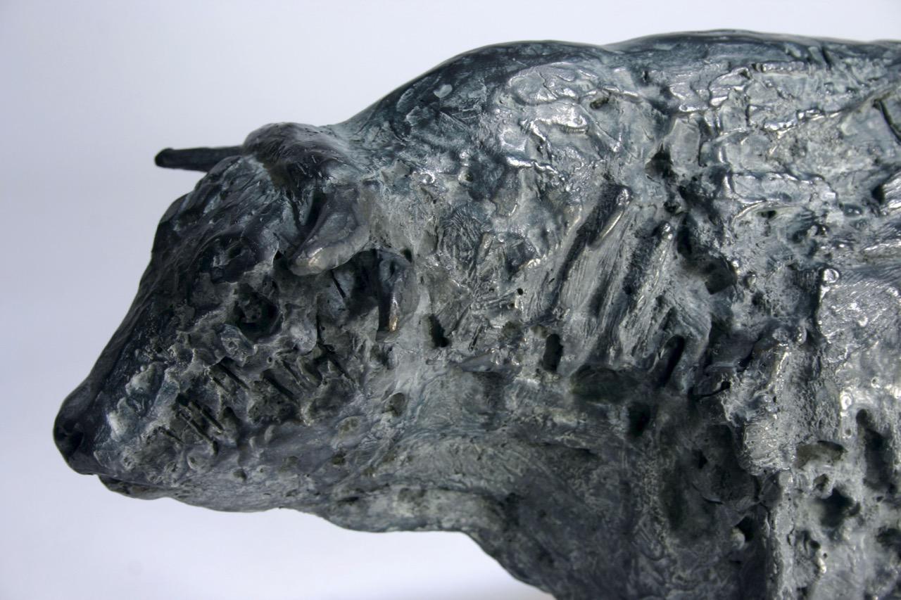 Big Charolais bull  2016 Detail