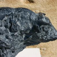 Grand taureau charolais 2016 Détail